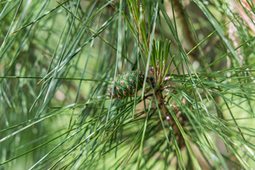Green pine cone