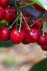 Large cherry