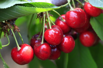 Large cherry