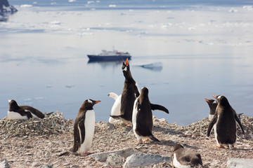 Fototapeta premium Penguins in Antartica