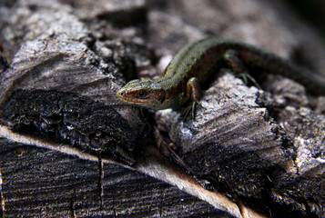 Small lizard on a tree