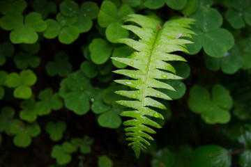 fern and clover