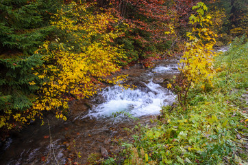 Mountain river and golden forest in foggy day