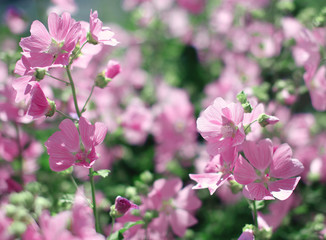 Spring pink flowers close up and floral blurred background