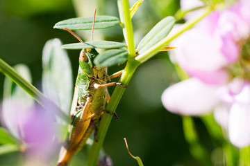 Heuschrecke, Grashüpfer im Gras und Wiese 