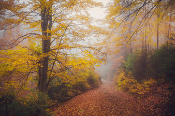 Road through a golden foggy forest