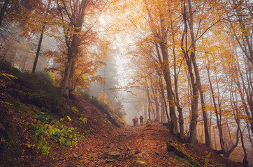 Road through a golden foggy forest
