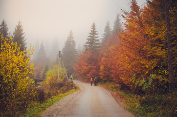 Obraz premium Road through a golden foggy forest