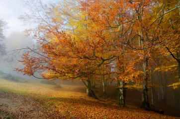 Fototapeta premium Golden forest with fog and warm light