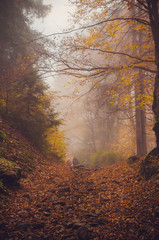 Obraz premium Road through a golden foggy forest