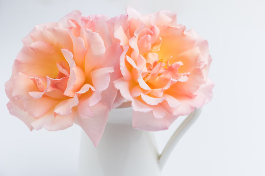 Fototapeta Fresh bunch of pink roses flowers in the jar