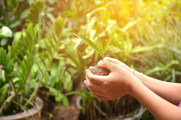 Love world concept , Tree in boy hands,Blurred nature background