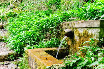 Water flows from a drain in a forest, surrounded by wild garlic.