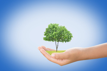 Concept love the world.tree in human hand.Plant trees for the world