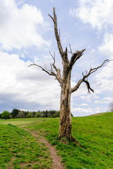 A dead tree beside a worn path across grass.