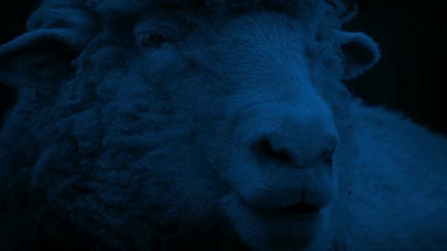 Sheep Chewing The Cud At Night