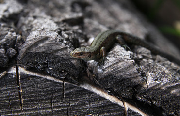 Little lizard looks at you