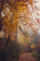 Fototapeta premium Road through a golden foggy forest