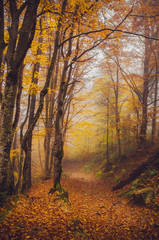 Fototapeta premium Road through a golden foggy forest