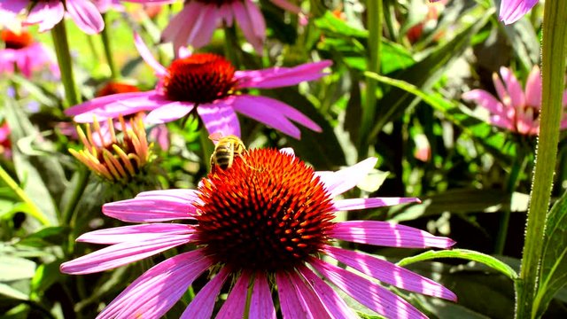 Bee on coneflower in the garden