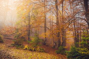 Golden forest with fog and warm light