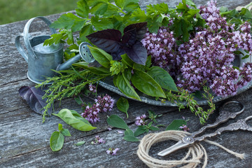 Oregano, tarragon, basil, thyme, parsley. Fresh green seasoning on a wooden table.