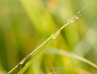 Drops of morning dew on the fresh leaves of grass. Nature background/Rain drops on grass blade