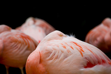 Fototapeta na wymiar Peek-A-Boo Flamingo