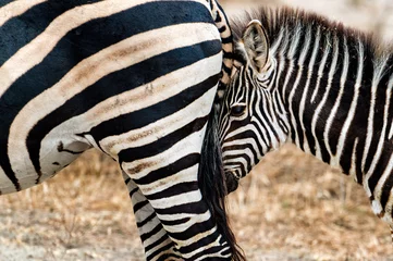 Zebra-Kalb und Mutter © Bill