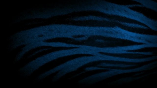 Tiger Breathing At Night Closeup