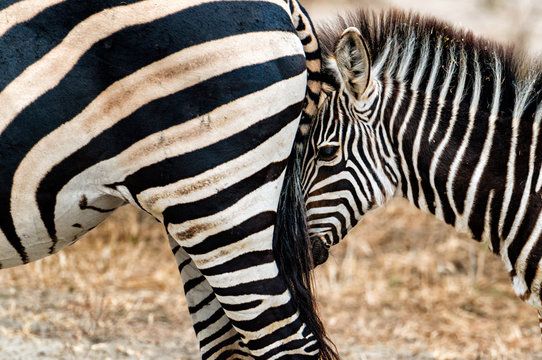 Zebra Calf And Mother