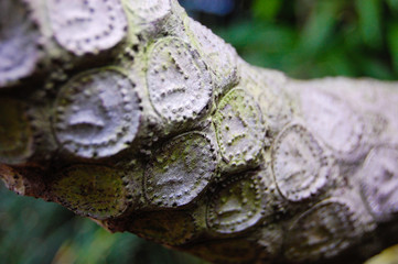 Interesting Tree Bark 2