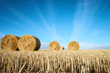 Straw rolls on the field