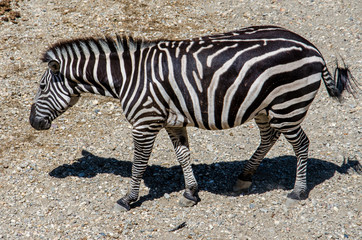 Fototapeta premium Zebra walking on the sand