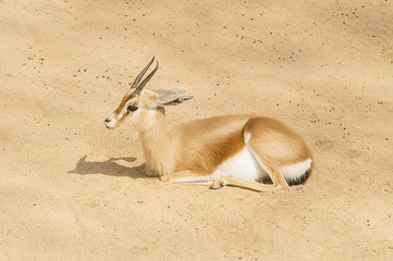 Beautiful gazelles lying on the sand
