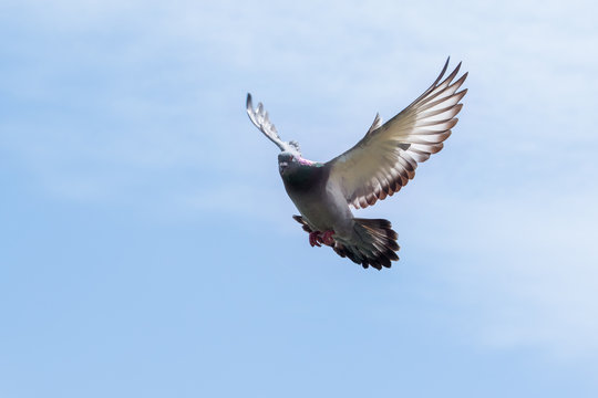pigeon wing flying against blue sky