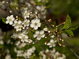Cherry flowering