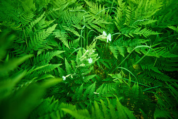 Fern flower
