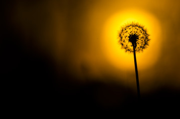 Dandelion and the Sun