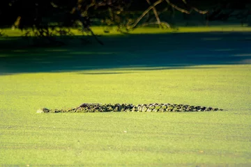 Amerikanischer Alligator, der in Duckwed herumschleicht © Bill