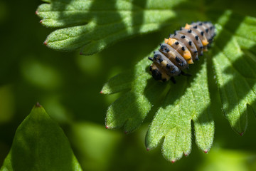 Caterpillar 