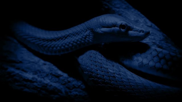 Tree Snake In Jungle At Night