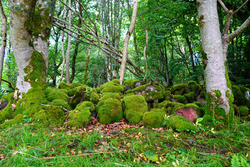 Green moss on stones and trees in a forest in Scotland