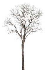 dry tree isolated on white background