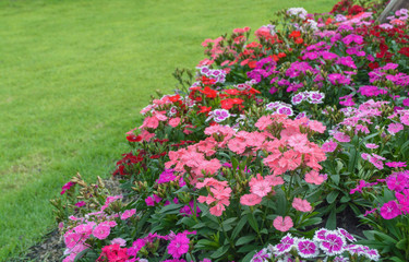 Obraz premium flower in garden