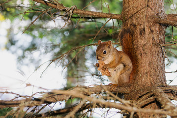 Bread-eating Squirrel © Ralf Broskvar