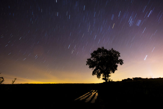 Loan tree at night