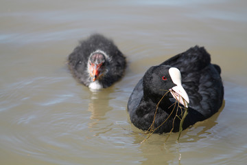 Adult Eurasian coot (Fulica atra) with chick