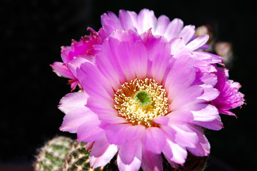 Pink Cactus Flower 3