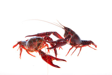 Crawfish, white background, close-up